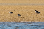 Grey-tailed tattler. On beach, size comparison with NZ dotterel and Bar-tailed godwit. Awarua Bay, April 2011. Image © Glenda Rees by Glenda Rees.