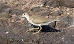 Common sandpiper. Adult on shoreline. Darwin, September 2015. Image © Duncan Watson by Duncan Watson.