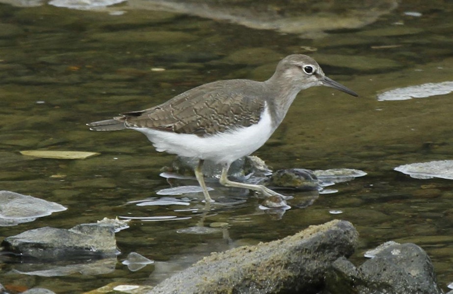 Common sandpiper. Adult. North Manukau, December 2011. Image © Duncan Watson by Duncan Watson.