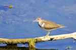 Common sandpiper. Adult standing on a branch. Bas Rebourseaux, France, August 2016. Image © Cyril Vathelet by Cyril Vathelet.