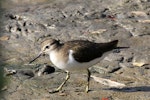 Common sandpiper. Adult. Bali coastal swamp, August 2012. Image © Dick Porter by Dick Porter.