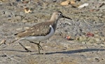 Common sandpiper. Adult. South of Bali, Indonesia, September 2010. Image © Dick Porter by Dick Porter.