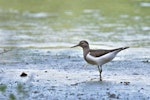 Common sandpiper. Immature in alert posture. August 2017. Image © Cyril Vathelet by Cyril Vathelet.