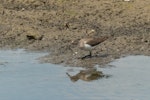 Common sandpiper. Adult feeding. London wastewater treatment plant, Barnes, July 2015. Image © Roger Smith by Roger Smith.