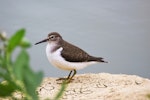 Common sandpiper. Juvenile, side view. Bas-rebourseaux, France, August 2016. Image © Cyril Vathelet by Cyril Vathelet.