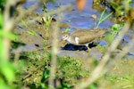 Common sandpiper. Adult foraging. Bas Rebourseaux, France, August 2016. Image © Cyril Vathelet by Cyril Vathelet.