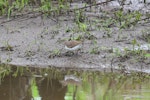 Common sandpiper. Adult wading in mud. Champs sur Yonne, France, April 2016. Image © Cyril Vathelet by Cyril Vathelet.