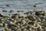 Common sandpiper. Adult. Oreti River, Southland, December 2014. Image © Glenda Rees by Glenda Rees.