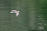 Common sandpiper. In flight (dorsal). Villemanoche, France, May 2016. Image © Cyril Vathelet by Cyril Vathelet.