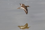 Common sandpiper. In flight (dorsal). Bas Rebourseaux, France, May 2016. Image © Cyril Vathelet by Cyril Vathelet.