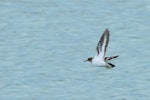 Common sandpiper. Taking flight (ventral). Villemanoche, France, May 2016. Image © Cyril Vathelet by Cyril Vathelet.