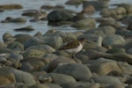 Common sandpiper. Adult. Oreti River, Southland, December 2014. Image © Glenda Rees by Glenda Rees.