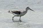 Common greenshank. Adult feeding in water. Seeburg Hide, South Africa, February 2016. Image © Duncan Watson by Duncan Watson.