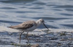 Common greenshank. Adult, non-breeding. Western Treatment Plant, Werribee, Victoria, Australia, December 2010. Image © Sonja Ross by Sonja Ross.