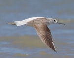 Common greenshank. Dorsal view of adult in flight. Manawatu River estuary, January 2013. Image © Phil Battley by Phil Battley.