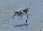 Common greenshank. Adult in non-breeding plumage. West Coast National Park, South Africa, November 2015. Image © Alan Tennyson by Alan Tennyson.