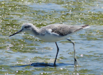 Common greenshank. Adult in non-breeding plumage. West Coast National Park, South Africa, November 2015. Image © Alan Tennyson by Alan Tennyson.