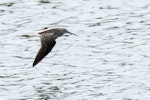 Common greenshank. Side view of bird in flight. Bas Rebourseaux, France, September 2016. Image © Cyril Vathelet by Cyril Vathelet.