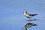 Common greenshank. Immature bird wading. Bas-rebourseaux, France, August 2017. Image © Cyril Vathelet by Cyril Vathelet.