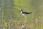 Common greenshank. Adult wading. Bas-rebourseaux, France, August 2016. Image © Cyril Vathelet by Cyril Vathelet.