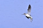 Common greenshank. Immature about to land. Bas-rebourseaux, France, August 2017. Image © Cyril Vathelet by Cyril Vathelet.