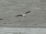 Common greenshank. Ventral view in flight. Manawatu River estuary, January 2013. Image © Alan Tennyson by Alan Tennyson.