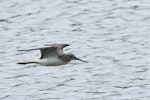 Common greenshank. Side view of bird inflight. Bas Rebourseaux, France, September 2016. Image © Cyril Vathelet by Cyril Vathelet.