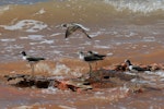 Common greenshank. Four adults, one in flight (plus a redshank at back). Broome, September 2015. Image © Duncan Watson by Duncan Watson.