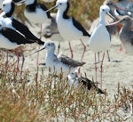 Common greenshank. Adult. Manawatu River estuary, January 2013. Image © Imogen Warren by Imogen Warren.