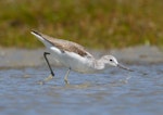 Common greenshank. Adult feeding. Manawatu River estuary, January 2013. Image © Phil Battley by Phil Battley.