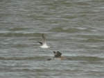 Common greenshank. Ventral view in flight with bar-tailed godwit (on right). Manawatu River estuary, January 2013. Image © Alan Tennyson by Alan Tennyson.