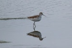 Marsh sandpiper. Non-breeding adult. Invercargill estuary, December 2013. Image © Glenda Rees by Glenda Rees.