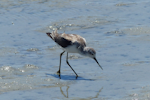 Marsh sandpiper. Adult in non-breeding plumage. West Coast National Park, South Africa, November 2015. Image © Alan Tennyson by Alan Tennyson.