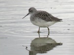 Marsh sandpiper. Adult coming out of breeding plumage. Miranda, October 2016. Image © Scott Brooks (ourspot) by Scott Brooks.