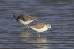 Marsh sandpiper. Immature (front) and non-breeding adult feeding. Western Treatment Plant, Werribee, Victoria, Australia, January 2009. Image © Sonja Ross by Sonja Ross.