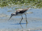 Marsh sandpiper. Adult in non-breeding plumage. West Coast National Park, South Africa, November 2015. Image © Alan Tennyson by Alan Tennyson.