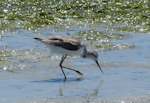 Marsh sandpiper. Adult in non-breeding plumage. West Coast National Park, South Africa, November 2015. Image © Alan Tennyson by Alan Tennyson.