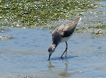 Marsh sandpiper. Adult in non-breeding plumage feeding. West Coast National Park, South Africa, November 2015. Image © Alan Tennyson by Alan Tennyson.