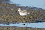 Marsh sandpiper. Adult in breeding plumage. Miranda, July 2012. Image © John Woods by John Woods.