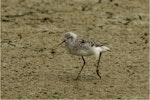 Marsh sandpiper. Adult in breeding plumage. Miranda, November 2015. Image © Douglas Cooper by Douglas Cooper.