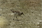 Marsh sandpiper. Adult in breeding plumage. Miranda, November 2015. Image © Douglas Cooper by Douglas Cooper.