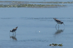 Marsh sandpiper. Adult in non-breeding plumage (left) with common greenshank (right). West Coast National Park, South Africa, November 2015. Image © Alan Tennyson by Alan Tennyson.