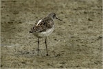 Marsh sandpiper. Adult in breeding plumage. Miranda, November 2015. Image © Douglas Cooper by Douglas Cooper.