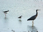 Marsh sandpiper. Non-breeding adult (centre) with pied stilt and white-faced heron. Manawatu River estuary, January 2013. Image © Alan Tennyson by Alan Tennyson.