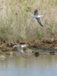 Marsh sandpiper. Adults in non-breeding plumage in flight (first record for Vanuatu). Teouma, Efate, Vanuatu, March 2012. Image © Alan Tennyson by Alan Tennyson.