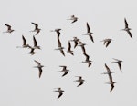 Marsh sandpiper. Adults in flight, showing pale backs. Rudong, China, April 2010. Image © Phil Battley by Phil Battley.