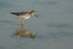 Lesser yellowlegs. Juvenile. Akimiski Island, James Bay, Canada, August 2009. Image © Lisa Pollock by Lisa Pollock.