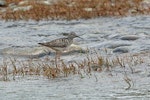 Lesser yellowlegs. Adult in breeding plumage. Denali Highway, Alaska, June 2015. Image © Nigel Voaden by Nigel Voaden.