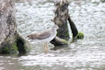 Lesser yellowlegs. Adult, non-breeding. Jerseyville, New South Wales, January 2009. Image © Belinda Rafton 2010 birdlifephotography.org.au by Belinda Rafton.