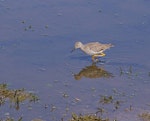 Lesser yellowlegs. Adult non-breeding. Punta Arenas, Chile, February 2009. Image © Colin Miskelly by Colin Miskelly.